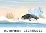 A harp seal with two puppies lies on the shores of the Arctic Ocean. Northern landscape with dry grass and glacier. Mammals animals of the Arctic. Realistic vector landscape.