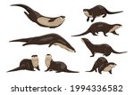 Eurasian Otter Lutra Lutra Set. ...