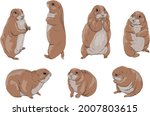 A Set Of Prairie Dogs Cynomys...
