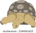 Land Turtle. Animal Of The...
