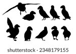 Atlantic puffin silhouettes set. Realistic Fratercula arctica or common puffin birds in different poses. vector birds