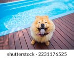 Small photo of Cute Chow chows Dog waiting for Swimming at pet club.