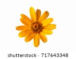 Yellow beautiful flower on a...