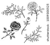 hand drawn sketch style.  rose... | Shutterstock .eps vector #1009300525