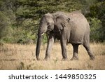 African Elephants Walking across the grassland image - Free stock photo ...