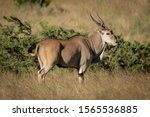 Eland Stands In Profile In Long ...