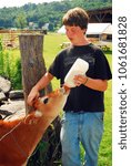 Small photo of Wilmington, VT, USA July 17, 2009 A young male farmhand feeds a calf at a family owned farm in Wilmington, Vermont