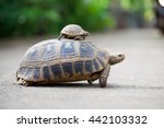 Turtle Crossing The Road
