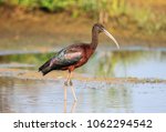 The Glossy Ibis Is A Wading...