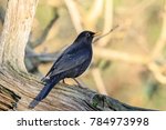 The Common Blackbird Is A...