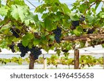 Small photo of Wine grapes in PB Valley Khao Yai, Northern Thailand. Harvesting of wine grapes is from end of January to the middle of March each year but table grapes are grown and harvested all year around.