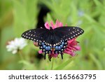 Eastern Black Swallowtail ...