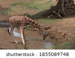 Small photo of A giraffe’s neck is too short to reach the ground. As a result, it has to spread its front legs to reach the ground for a drink of water. Fortunately, it only needs to drink once every few days