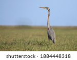 Small photo of Purple heron (Ardea purpurea) It is most active at dawn and dusk, roosting with other birds in the piddle of the day and at night, but increasing its diurnal activity while rearing young.
