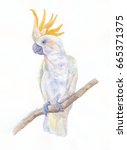Parrot Cockatoo. Watercolor...
