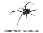 Black widow spider   red back...