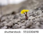 Yellow Flower In Nature. It...