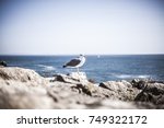 Gull Sitting On Cliffs In...
