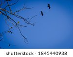 Two Black Vulture Flying...