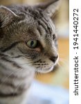 The Profile Of The Silver Tabby ...