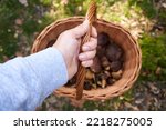 Hand holding a basket with fresh wild edible mushrooms - pine boletes in the forest, top view