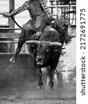 Small photo of A furious wild bucking bull trying to unseat his cowboy rider at an Australian country rodeo