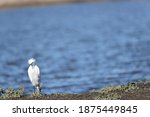 View Of Snowy Egret In Front Of ...