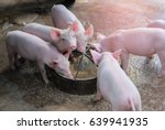 Small Piglet Eat Feed. Group Of ...