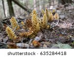 Small photo of Squawroot in the Appalachian Mountains