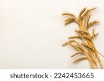 Small photo of Sheaf of wheat ears close up and seeds on colored background. Natural cereal plant, harvest time concept. Top view, flat lay with copy space. world wheat crisis.