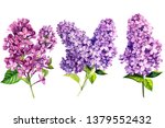 Set Of Lilac Flowers On White...