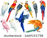 Set Of Parrots  Corella  Macaw  ...