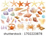 Set Of  Starfish  Shells  Crabs ...