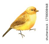 Yellow Bird image - Free stock photo - Public Domain photo - CC0 Images