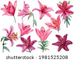 Lilies  Set Of Burgundy And...