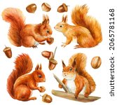 Set Of Squirrel And Acorn ...