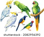 Parrot  Watercolor Tropical...