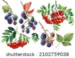 Blackberries And Rowan Berries...