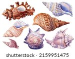 Watercolor Set Of Sea Shells On ...