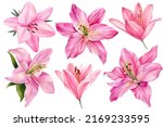 Lilies, set pink flowers on an isolated white background, watercolor illustration, collection, greeting card