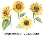 Set Sunflowers  Watercolor...