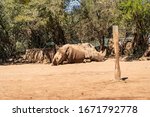 Rhinos Resting In The Shade...