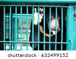 Small photo of piteous's black bear in cage with sad eye waiting someday they will get freedom