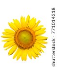 sunflower isolated on white... | Shutterstock . vector #771014218
