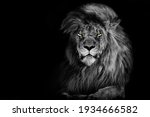 Lion king isolated on black , Portrait Wildlife animal 