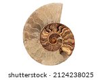 Ammonite   Prehistoric...