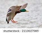 Mallard Duck Drake In Fast...