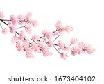 Branch Of The Blossoming Sakura ...