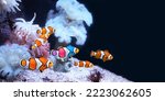 Small photo of Friendship and tolerance concept. To be yourself, to be unique. A flock of ordinary clownfish and one colorful fish. Horizontal banner with fish and sea anemone on black background