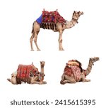 Small photo of Set of camel in a colorful horse-cloth. Collection of standing and lying dromedary camels. Isolated on white background